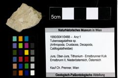 Foto (Objekt + Etiketten) von Tuberosagalathea sp. 